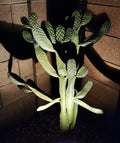 Consolea Rubescens Road Kill Cactus Cutting – Live Pad Segment – Unique Succulent for Indoor & Outdoor Decor
