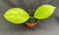Rare Hoya juannguoana IML 1604 Rooted Plant in 2.5" Pot, Indoor Vining Houseplant, Waxy Leaves, Low Maintenance