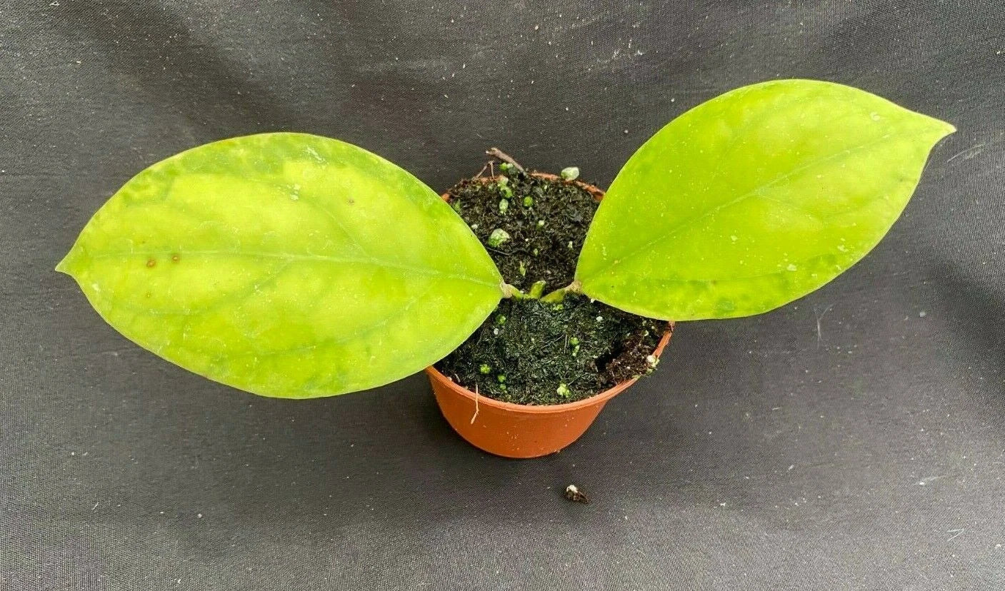 Rare Hoya juannguoana IML 1604 Rooted Plant in 2.5" Pot, Indoor Vining Houseplant, Waxy Leaves, Low Maintenance