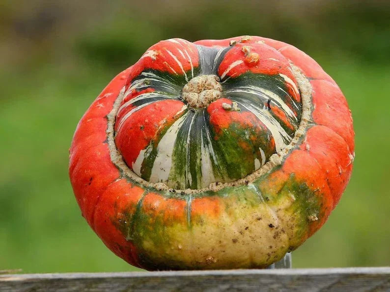Organic Turks Turban Squash Seeds - Cucurbita maxima, Decorative & Edible, 10 Pack, USA Grown, Non-GMO, Full Sun, Free Shipping