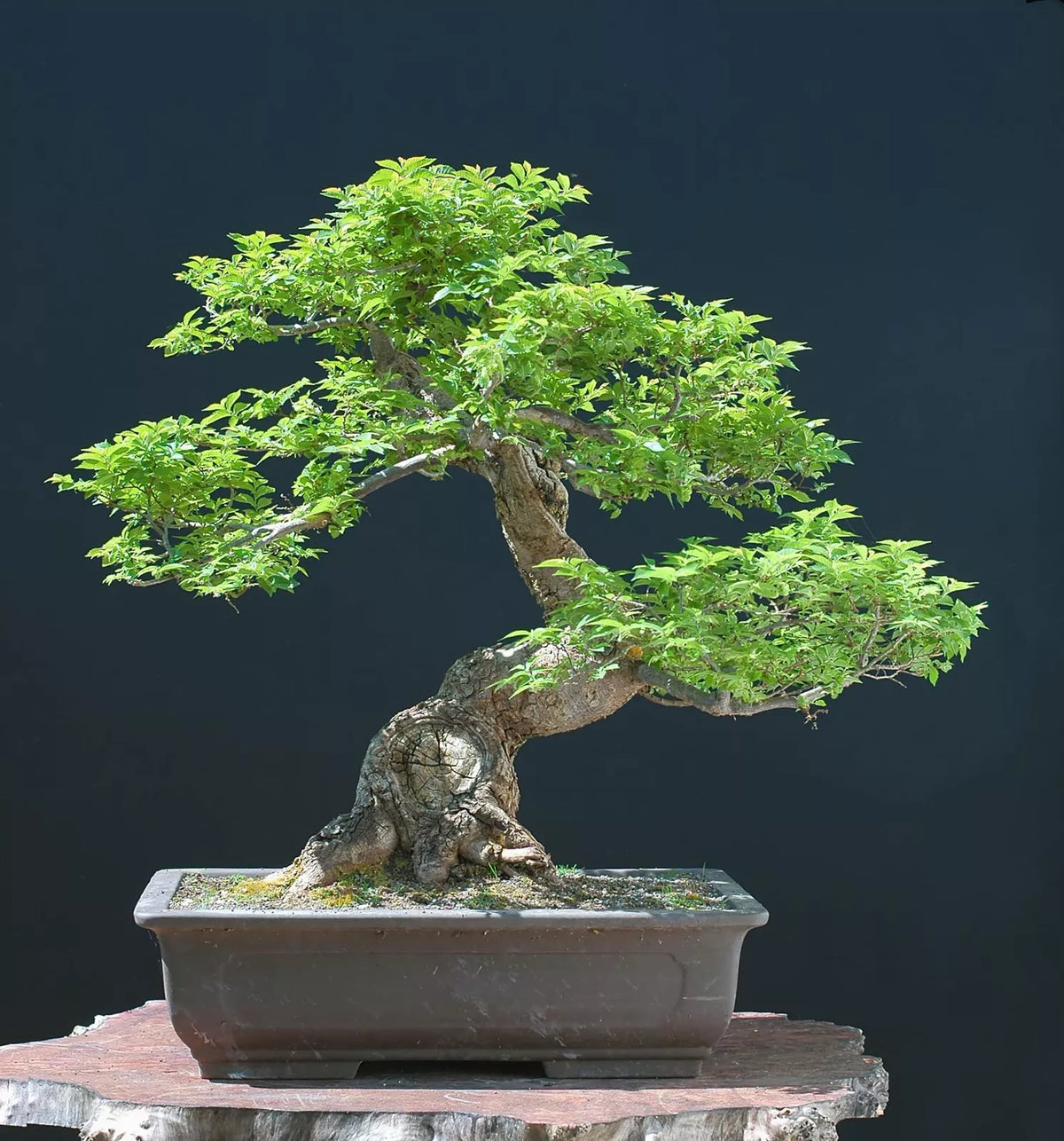 Chinese Elm Bonsai Tree Seeds - 30 Seeds Ulmus parvifolia for Indoor and Outdoor Cultivation