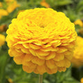 Zinnia Seeds - Canary Bird Yellow Giant Flowers for Butterfly Garden Pollinator Attractant - Zinnia elegans 2025