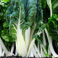 Large White Ribbed Swiss Chard Seeds | Fordhook Lucullus Heirloom Non-GMO Pack of 200