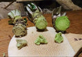 Japanese Wasabi Root Seeds – Organic Heirloom Culinary Herb – Wasabia japonica – 5 Seeds for Planting