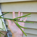Rhipsalis Pittieri Cuttings 6 Inch Floccosa Variety Tropical Cactus Succulent