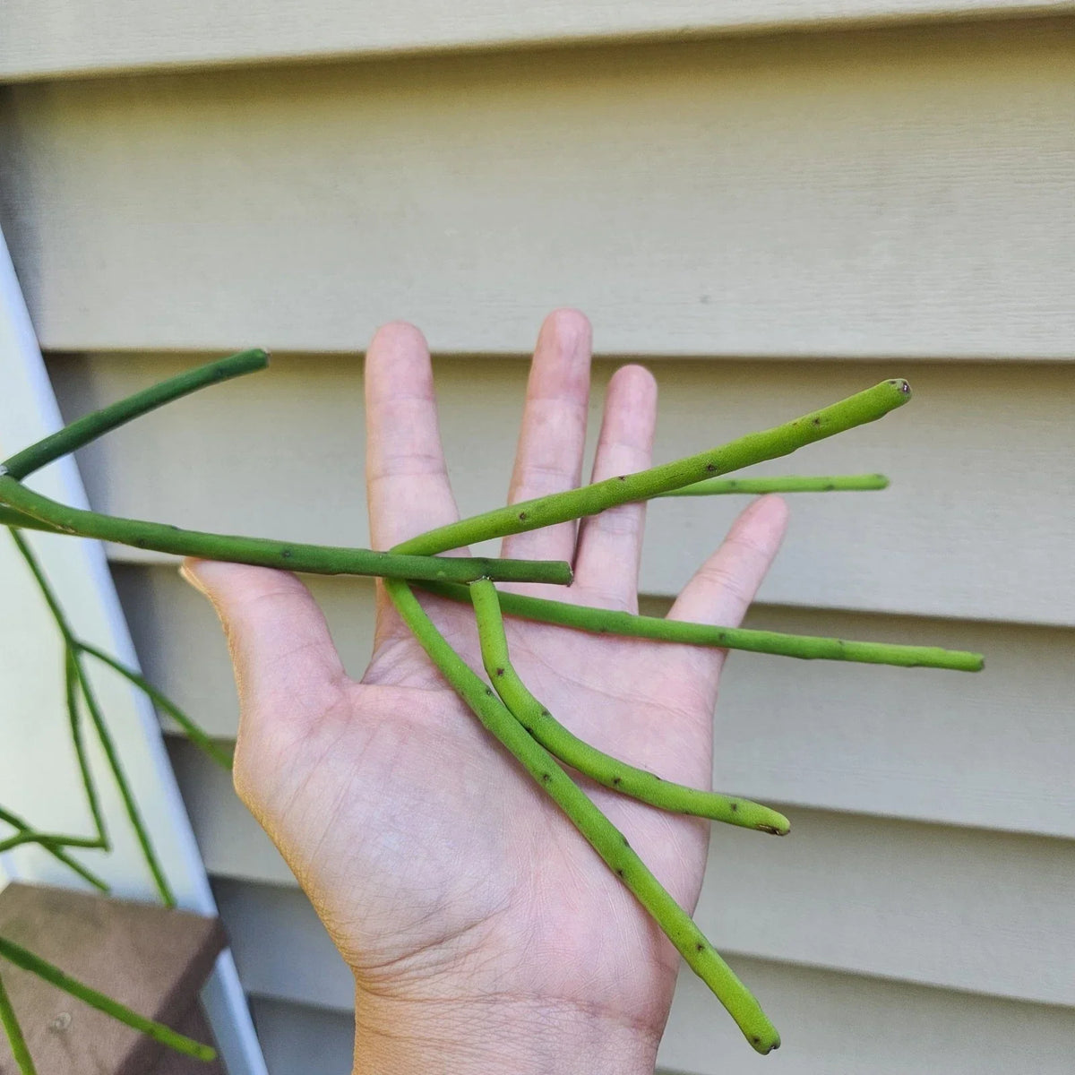 Rhipsalis Pittieri Cuttings 6 Inch Floccosa Variety Tropical Cactus Succulent