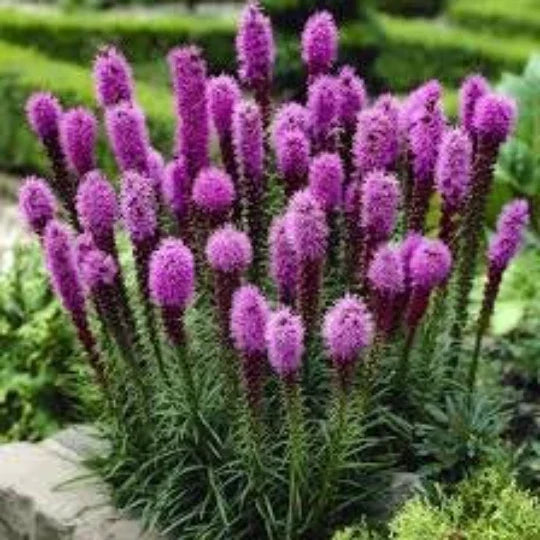 Gayfeather Seeds 50 Count Liatris spicata Perennial Wildflower for Pollinators Organic