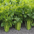 Tall Utah Celery Seeds - 100 Pack, Apium graveolens, Heirloom Vegetable Garden Seeds for Planting