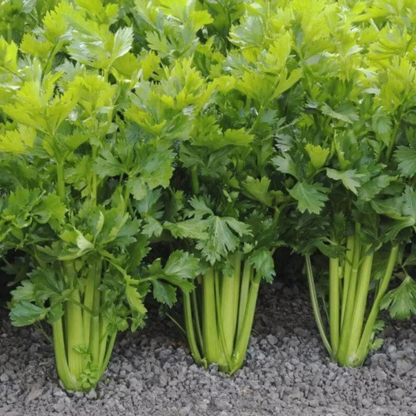 Tall Utah Celery Seeds - 100 Pack, Apium graveolens, Heirloom Vegetable Garden Seeds for Planting
