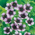 Salome Geranium Seeds - 25+ Pack for Garden Planting - Pelargonium x hortorum - Vibrant Blooms, Easy to Grow, USA Grown
