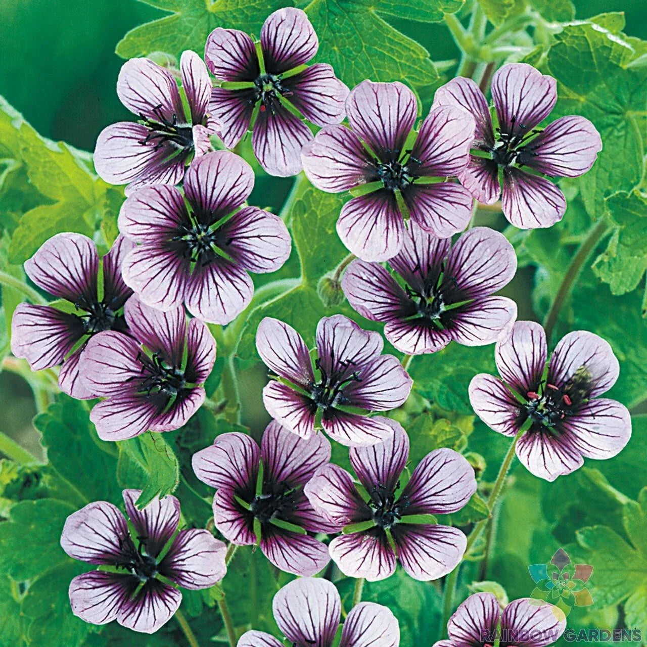 Salome Geranium Seeds - 25+ Pack for Garden Planting - Pelargonium x hortorum - Vibrant Blooms, Easy to Grow, USA Grown
