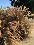 Purple Ornamental Grass Seeds - Dark Burgundy Pennisetum, Clumping, Full Sun, 100+ Fresh Seeds