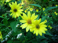 Lemon Queen Sunflower Seeds - Pack of 80 - Bright Yellow Blooms - Helianthus annuus - USA Grown