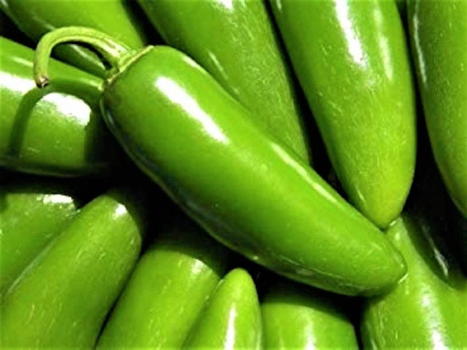 Hot Pepper Seeds – Jalapeno Tam Capsicum annuum Non-GMO, 50+ Seeds for Home Gardening & Culinary Use