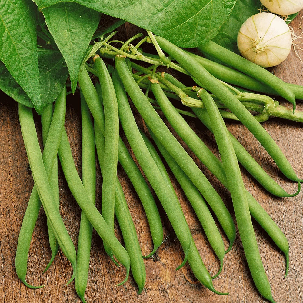 Bulk Green Bean Seeds, Non-GMO Heirloom Vegetable Seeds, Phaseolus vulgaris, Bush Type, 100 Seeds