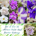 African Violet Leaf Cuttings Set of 5 – Saintpaulia Propagation Indoor Plant Decor Gardening Supplies