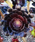 Black Rose Aeonium Cutting - Deep Dark Purple Succulent Aeonium Arboreum Zwartkopf