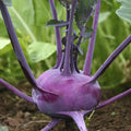 Purple Vienna Kohlrabi Seeds - Brassica oleracea var. gongylodes, Heirloom, Non-GMO, Asian Chinese Vegetable, Perfect for Home Gardens