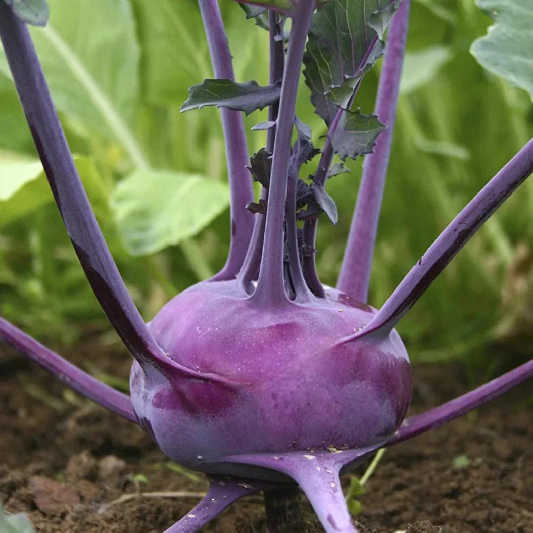 Purple Vienna Kohlrabi Seeds - Brassica oleracea var. gongylodes, Heirloom, Non-GMO, Asian Chinese Vegetable, Perfect for Home Gardens