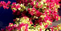 Bougainvillea Starter Plant - Small Well-Rooted Sunstone Red Variety - Vibrant Tropical Blooms - Bougainvillea spectabilis