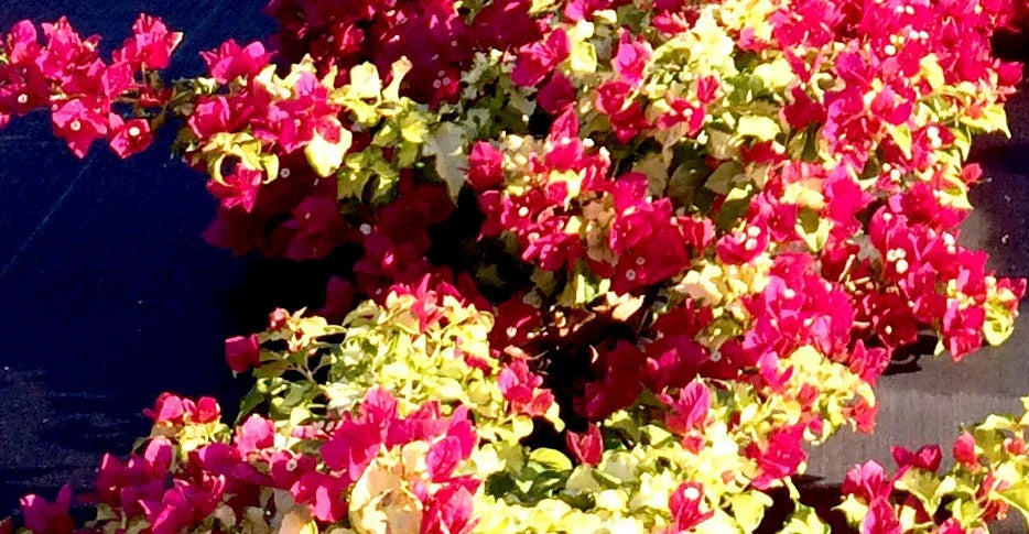 Bougainvillea Starter Plant - Small Well-Rooted Sunstone Red Variety - Vibrant Tropical Blooms - Bougainvillea spectabilis