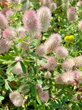 Rabbit's Foot Clover Seeds 200 Count, Trifolium Arvense, Ground Cover, Easy to Grow, Fuzzy Bunnies, Wildlife Attractant