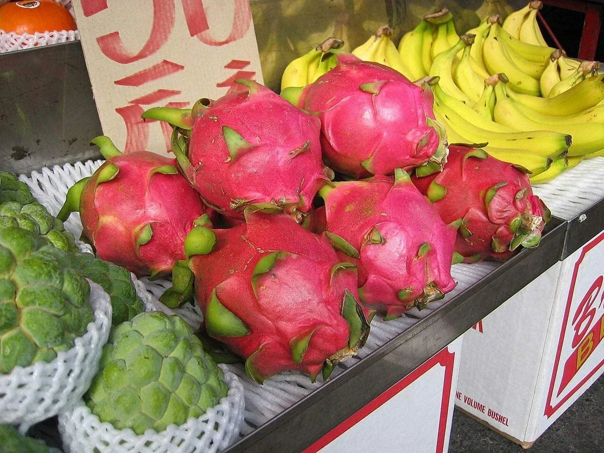 Dragon Fruit Seeds Pack | Hylocereus Undatus | Pitaya, Strawberry Pear | Exotic Fruit Seeds for Home Gardening