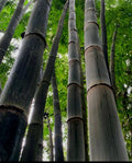 Black Timber Bamboo Rhizome - Nigra Daikokuchiku Bare Root Plant