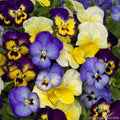 Colormax Lemonberry Pie Mix Pansy Seeds, Viola tricolor var. hortensis, Vibrant Colors, Easy to Grow, Garden Flowers, 200+ Seeds