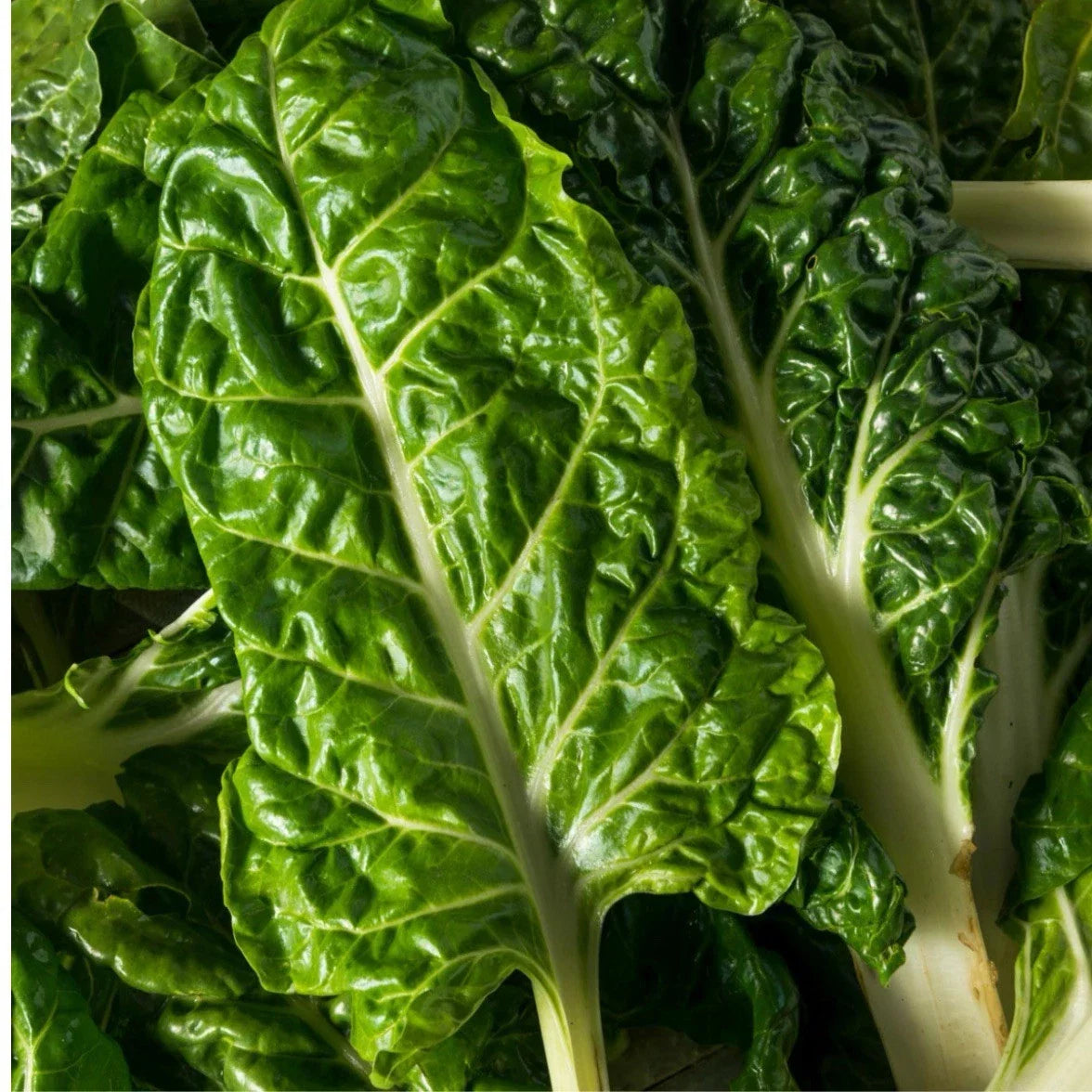 Swiss Chard Seeds - Lucullus Variety, Organic, Beta vulgaris subsp. cicla, Rainbow Stems, Full Sun, 200 Seeds