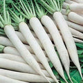 White Icicle Radish Seeds, Non-GMO Heirloom, Fast-Growing Raphanus sativus Vegetable Seeds for Garden & Containers
