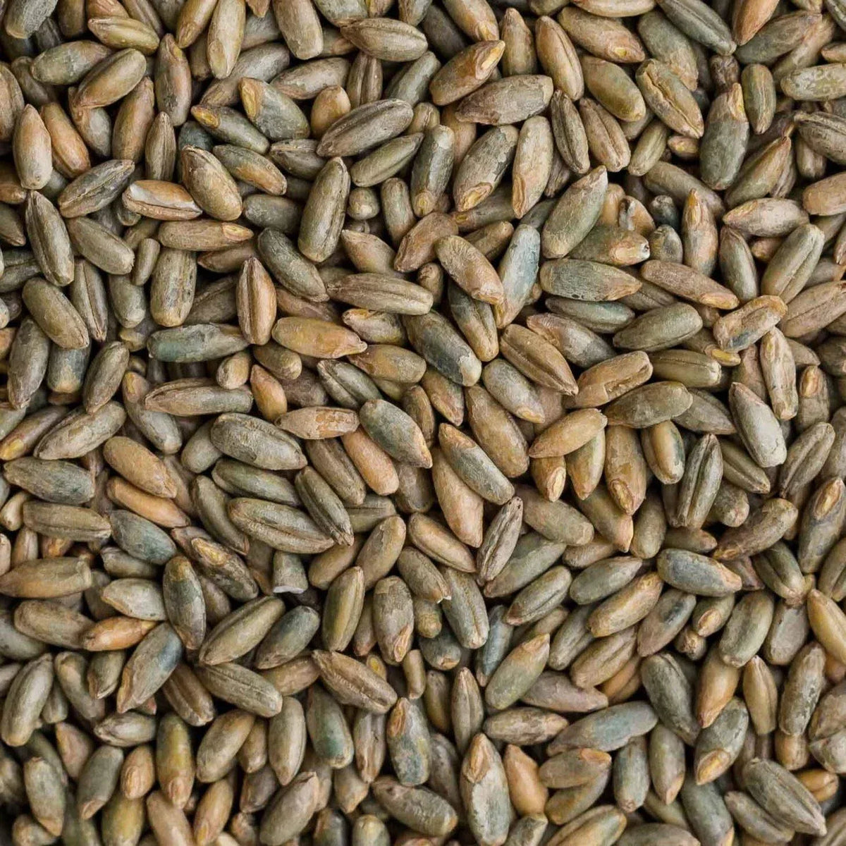 Rye Berries 25 lb Bag - Whole Grain for Baking & Cooking - High Fiber & Iron - Secale cereale