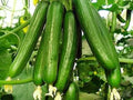 Beit Alpha Cucumber Seeds – Organic Heirloom Persian Lebanese Variety – Non-GMO, Fresh, Vining Cucumis sativus, Pack of 50+ Seeds