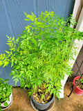 Melia Azedarach Live Plant | Persian Lilac | Rare Tropical Chinaberry | 4-Inch Starter Pot