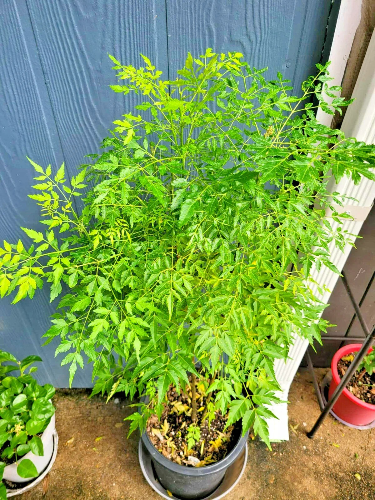 Melia Azedarach Live Plant | Persian Lilac | Rare Tropical Chinaberry | 4-Inch Starter Pot