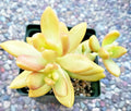 Sedum Adolphii "Golden Glow" Succulent Plants - 2" Rooted Plants, Drought-Tolerant, Full Sun, Hardy in Zones 9-11