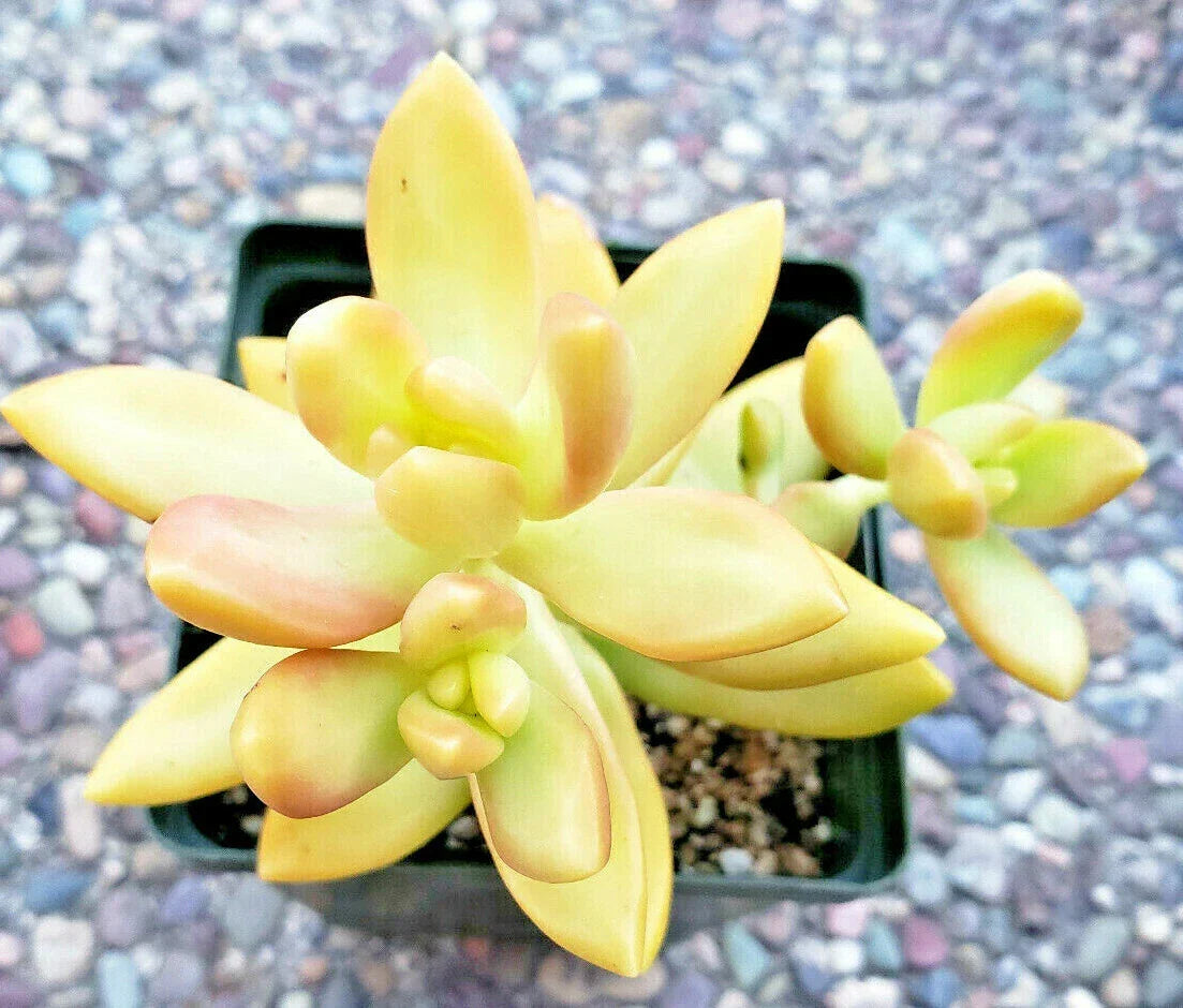Sedum Adolphii "Golden Glow" Succulent Plants - 2" Rooted Plants, Drought-Tolerant, Full Sun, Hardy in Zones 9-11