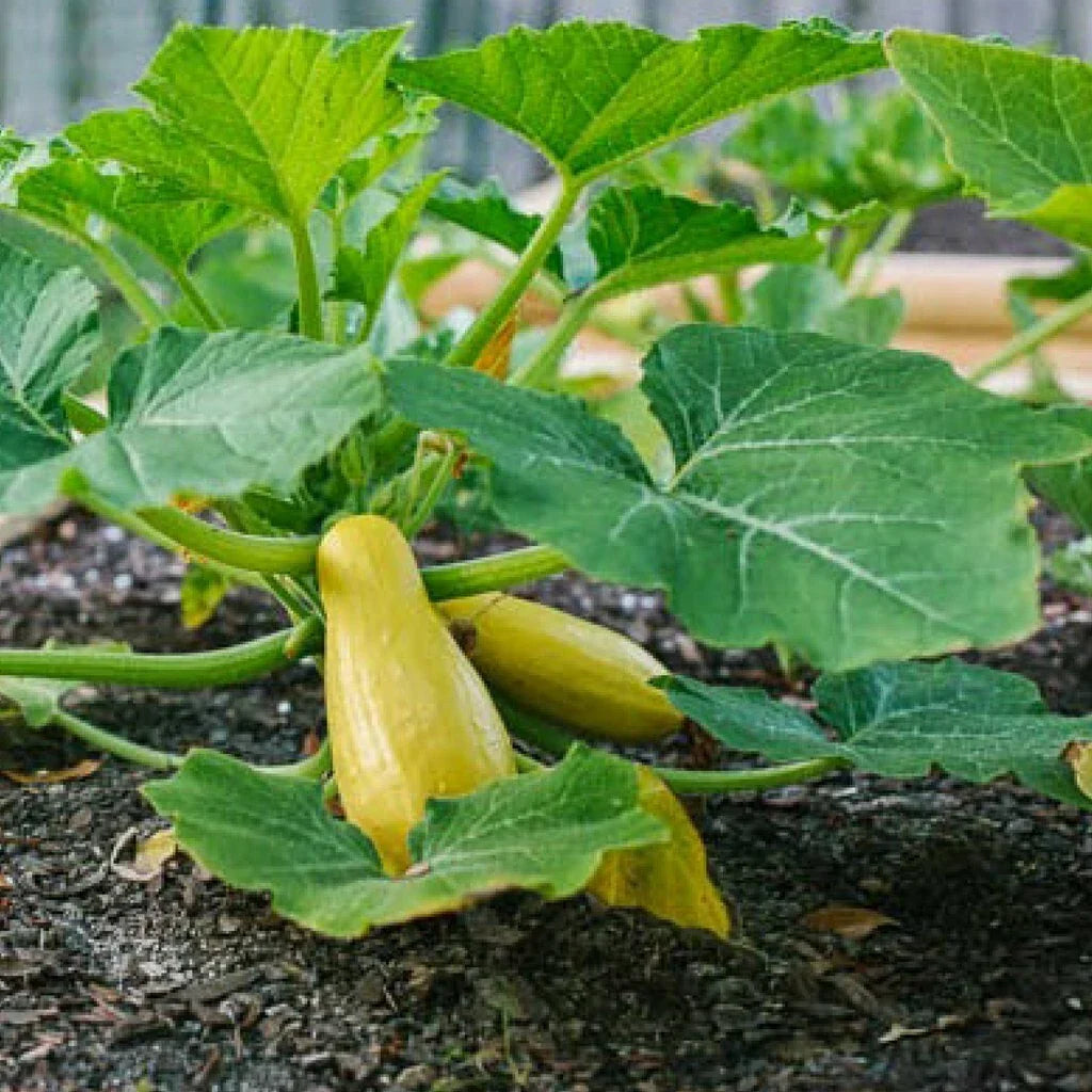 Prolific Straightneck Summer Squash Seeds – Non-GMO, Organic Cucurbita pepo, Heirloom, Bush-Type, Full Sun, Easy to Grow