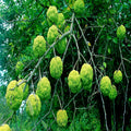Osage Orange Tree Seeds 20 Pack Maclura Pomifera Hardy Hedge Apple Wildlife Attracting
