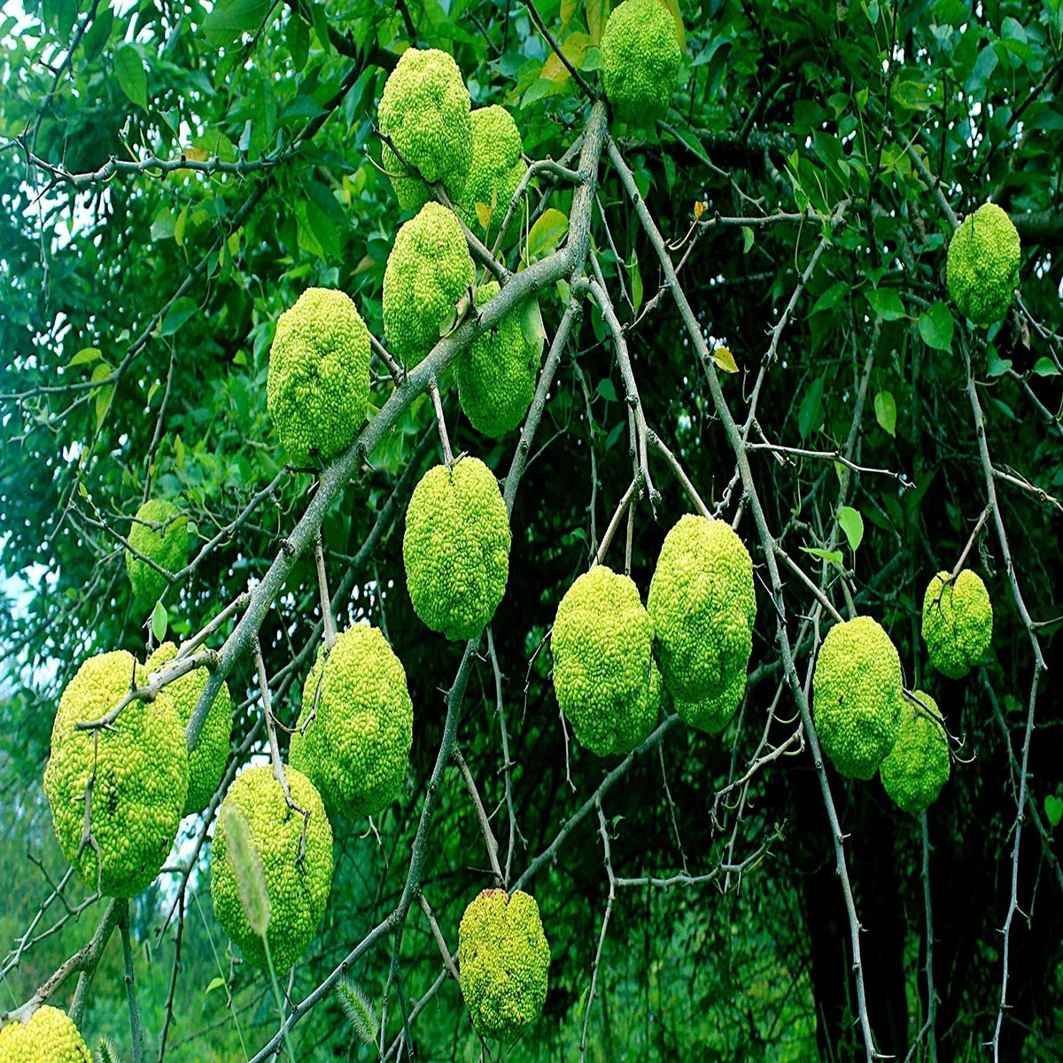 Osage Orange Tree Seeds 20 Pack Maclura Pomifera Hardy Hedge Apple Wildlife Attracting