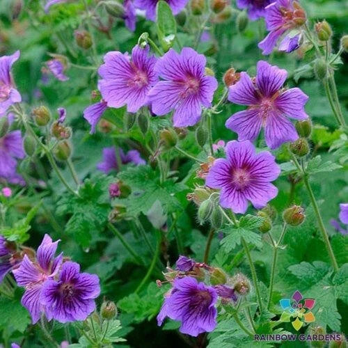 Himalayan Cranesbill Geranium Seeds - 25+ Pack, Purple-Blue Flowers, Perennial, Geranium himalayense, Garden, USA Grown