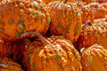 Goosebumps Pumpkin Seeds - 10 Seeds - Orange Warty Pumpkins - Cucurbita pepo - Full Sun, Carving, Halloween Decor