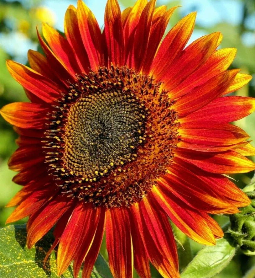 Red Sun Sunflower Seeds - Pack of 50+ Helianthus annuus Annual Flowers for Garden, Vibrant Red Blooms, Easy to Grow