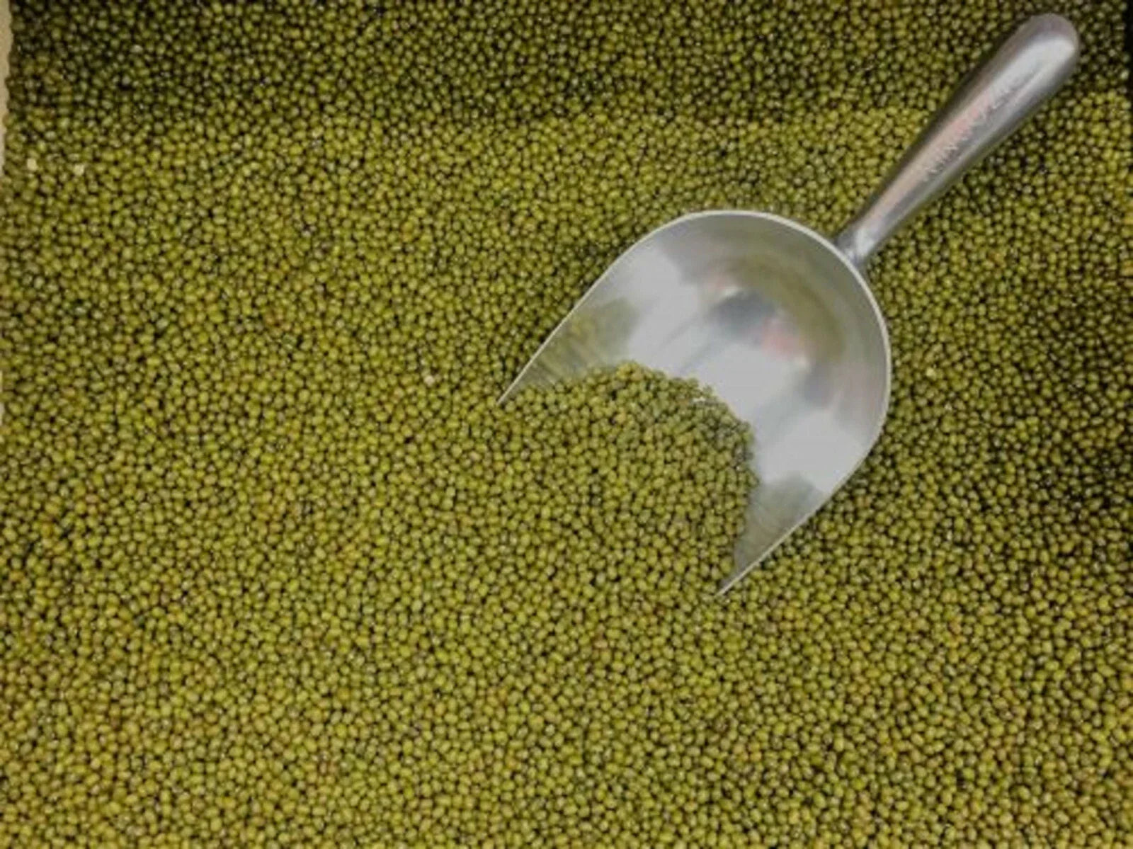 Mung Bean Seeds for Sprouting & Gardening, Vigna radiata, 250+ Non-GMO Edible Plant Seeds