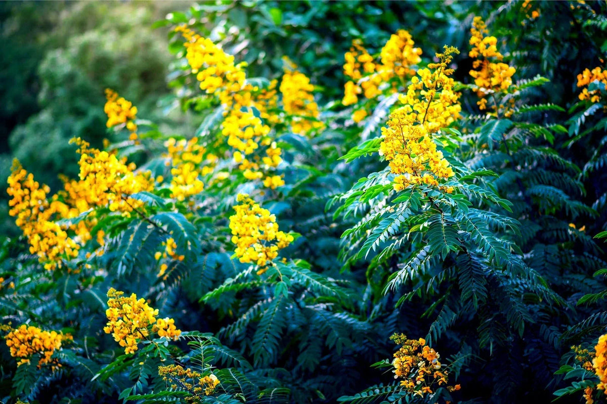 American Senna Seeds - 30 Pack - Senna hebecarpa - Native Wildflower for Pollinator Gardens and Landscaping