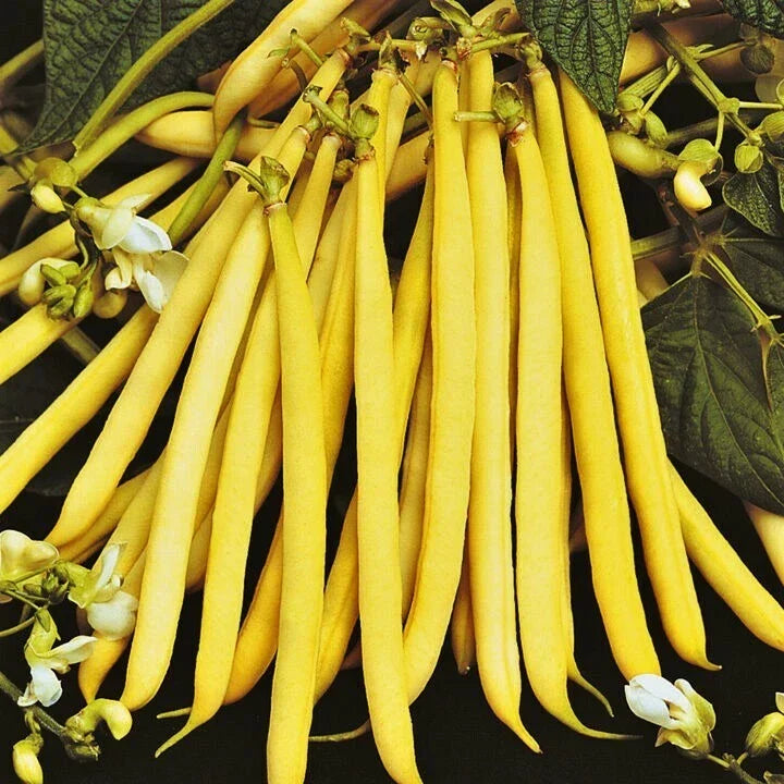 Pencil Pod Yellow Wax Bean Seeds | Heirloom Green Beans | Vegetable Seeds | Phaseolus vulgaris