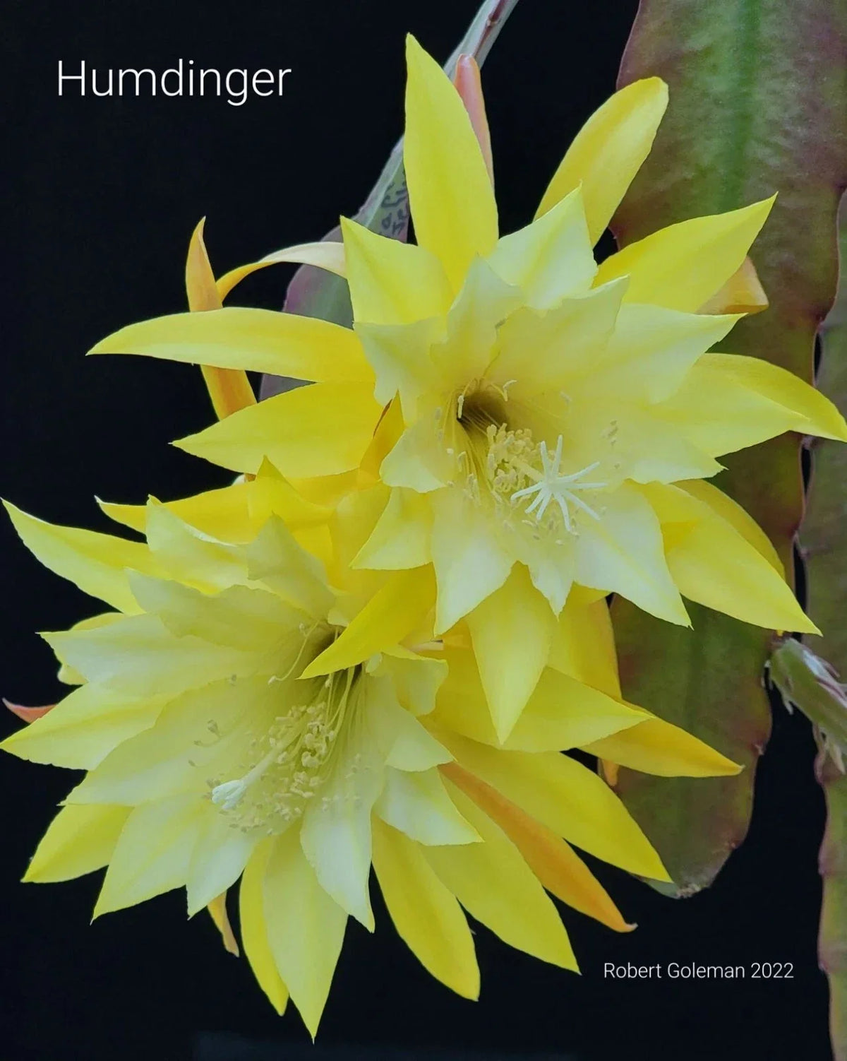 Epiphyllum 'Hum Dinger' Unrooted Cutting - Rare Orchid Cactus Succulent