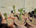 Opuntia Rubescens Roadkill Cactus 6-Inch Potted Tree Opuntia Bare Root Succulent for Xeriscaping