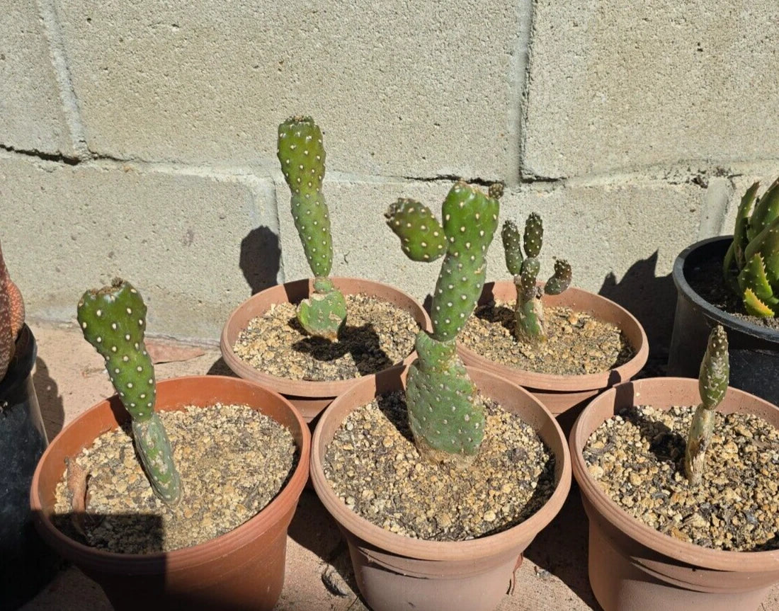 Opuntia Rubescens Roadkill Cactus 6-Inch Potted Tree Opuntia Bare Root Succulent for Xeriscaping