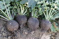 Black Spanish Radish Seeds - 320 Count, Giant 3-4 Inch, Raphanus sativus, Non-GMO, Easy to Grow, Perfect for Salads & Pickling